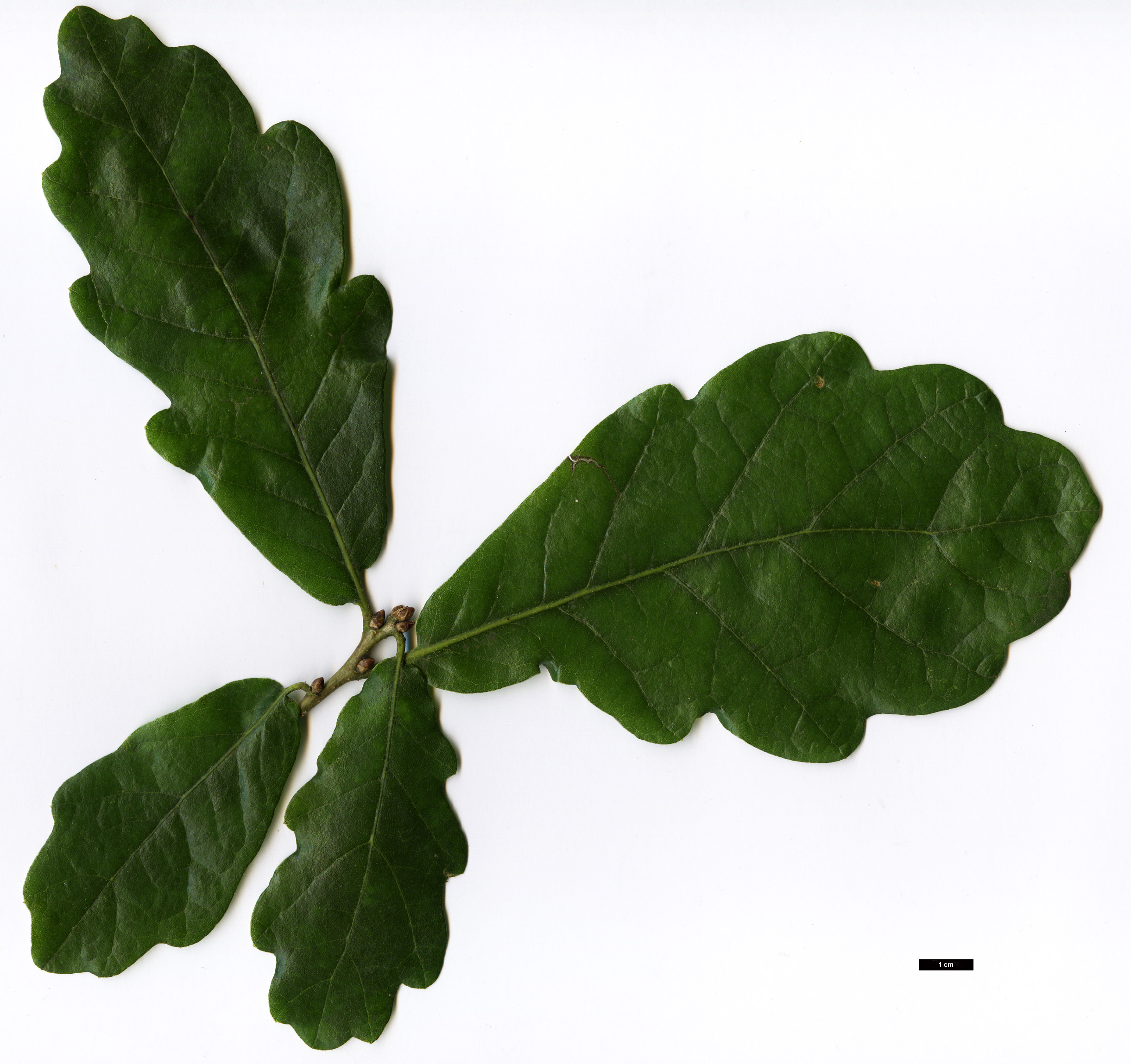 High resolution image: Family: Fagaceae - Genus: Quercus - Taxon: glabrescens × Q.robur